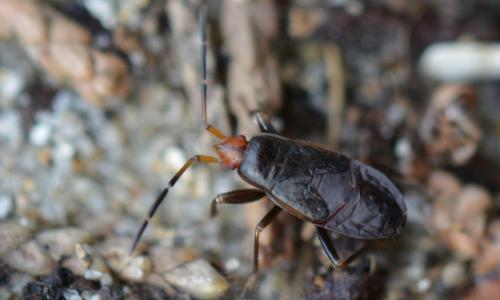 Réf. 317 519 : Eremocoris sp.